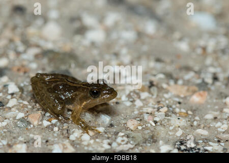 Florida cricket rana su una strada di sabbia - Acris gryllus dorsalis Foto Stock