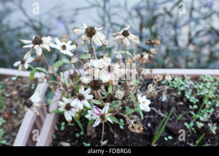 Natura fiori secchi in giardino . Foto Stock