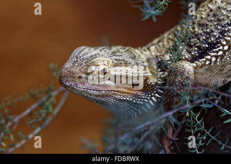 Orientale draghi barbuti sono nativi in Australia Foto Stock