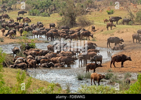 Grande mandria di bufali africani (Syncerus caffer) in corrispondenza di un fiume, Parco Nazionale Kruger, Sud Africa Foto Stock