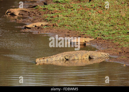Coccodrilli del Nilo (Crocodylus niloticus) basking, Kruger National Park, Sud Africa Foto Stock