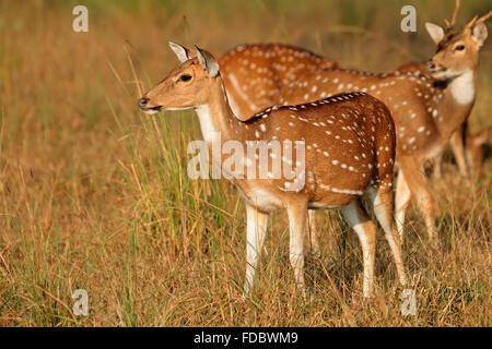 Avvistato cervi o chitals (asse asse) in habitat naturale, Parco Nazionale di Kanha, India Foto Stock