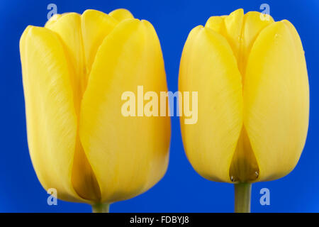 Tulipa 'Golden Apeldoorn' Tulip Darwin gruppo ibrido Aprile Foto Stock