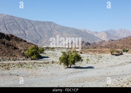 Wadi in Oman, Medio Oriente Foto Stock