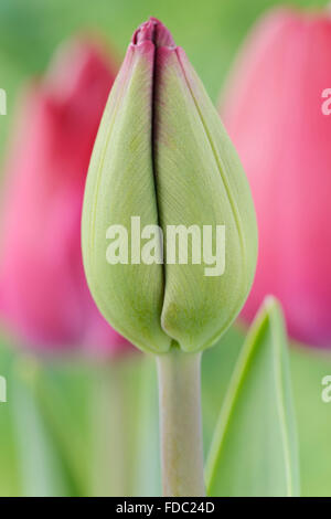 Tulipa 'Atilla Graffiti' Tulip trionfo gruppo germoglio di fiore di aprile Foto Stock