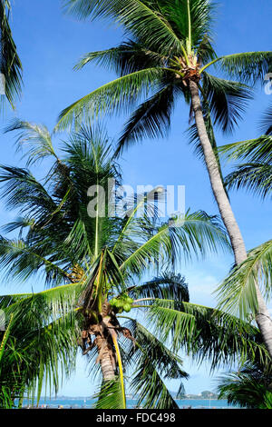 Palme di cocco con cielo blu e nuvole bianche,Koh Samui Island, Surat Thani Provincia, Thailandia, Sud-est asiatico Foto Stock