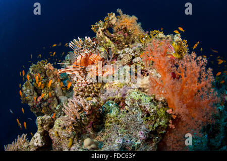 Le barriere coralline del Mar Rosso Foto Stock