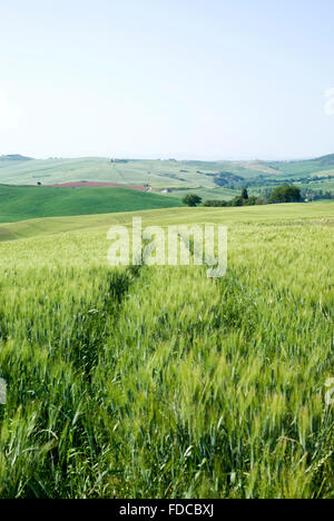 Colture di cereali e agriturismo in Toscana, Italia, val d'Orcia Foto Stock