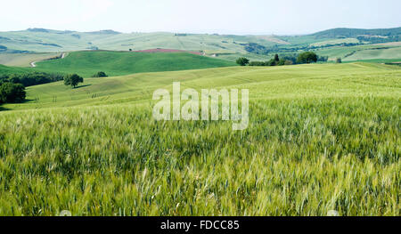 Colture di cereali e agriturismo in Toscana, Italia, val d'Orcia Foto Stock