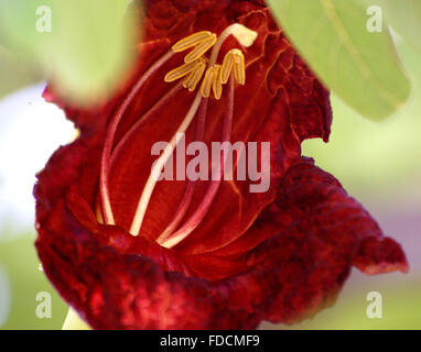 Kigelia africana, salsiccia, albero grande albero sempreverde con composto pinnate foglie e rosso mattone fiori in racemi pendenti Foto Stock