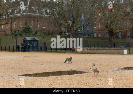 Londra, Regno Unito. Il 30 gennaio 2016. Un urbano fox passeggiando Horseguards Parade e in St. James Park a metà mattina. Credito: Neil Cordell/Alamy Live News Foto Stock