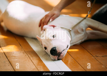 Il Dogo Argentino noto anche come il mastiff argentino è un grande, bianco, muscoloso cane che è stato sviluppato in Argentina principalmente Foto Stock