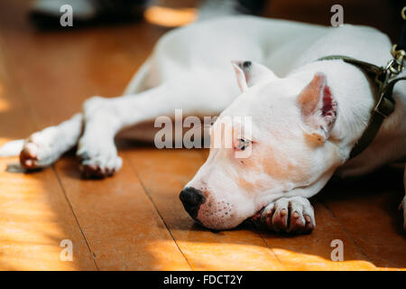 White cucciolo di cane di Dogo Argentino noto anche come il mastiff argentino è un grande, bianco, muscoloso cane che è stato sviluppato in Sarge Foto Stock