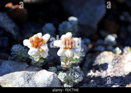 Edelweiss fiore in montagna Foto Stock