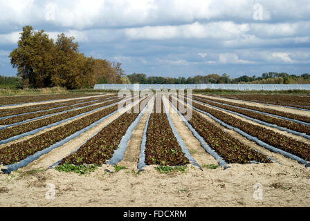 Vista panoramica sul paesaggio agricolo nella regione della Camargue, Francia Foto Stock