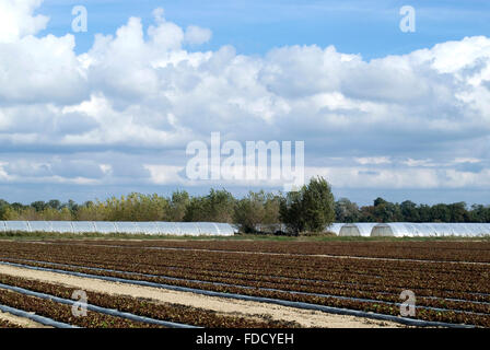 Vista panoramica sul paesaggio agricolo nella regione della Camargue, Francia Foto Stock
