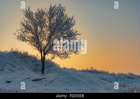 Lonely albicocca albero su di una collina a stagione invernale Foto Stock