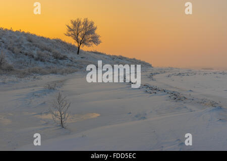 Ucraino paesaggio rurale con lonely albicocca albero su una collina al tramonto il tempo e la stagione invernale Foto Stock