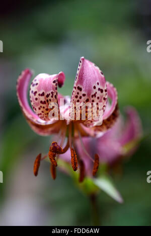 Il Lilium martagon giglio rubra gigli rosa turk turchi cap fiore fiori fioritura ritratto di messa a fuoco selettiva floreale RM Foto Stock