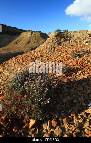 Heather nel Wheal cameriera valle vicino a Crafthandy in Cornovaglia, Foto Stock