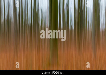 Una foto concettuale utilizzando rallentare la velocità dello shutter di alberi in una foresta di colore verde e arancione lascia Foto Stock