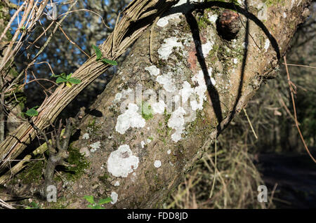 Close up di un tronco di albero su una pista rurale coperte di muschio, licheni e alghe. Foto Stock