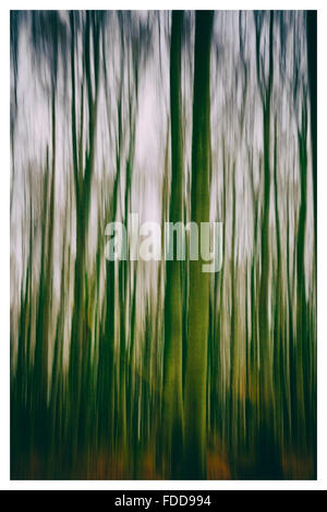 Una foto concettuale utilizzando rallentare la velocità dello shutter di alberi in una foresta di colore verde e arancione lascia Foto Stock