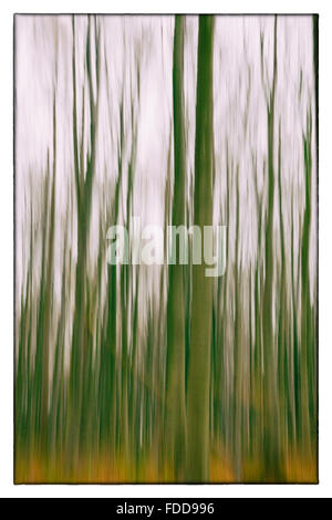 Una foto concettuale utilizzando rallentare la velocità dello shutter di alberi in una foresta di colore verde e arancione lascia Foto Stock