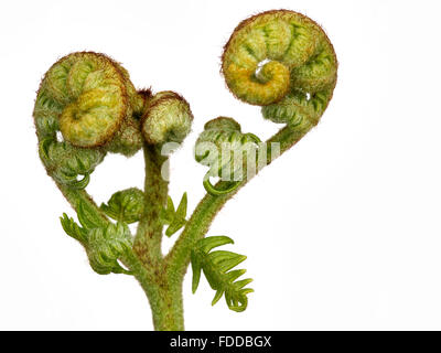 Giovani fronde di felce, Fiddlesticks. Isolato su bianco. Molla. Foto Stock