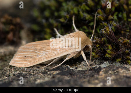 Comune falena wainscot (Mythimna pallens). Una falena nella famiglia Noctuidae, a riposo accanto a moss Foto Stock