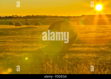 Bail di fieno e il campo a sunrise in Alberta sulle colline del paese Foto Stock
