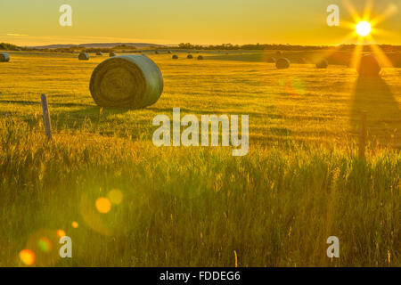 Bail di fieno e il campo a sunrise in Alberta sulle colline del paese Foto Stock