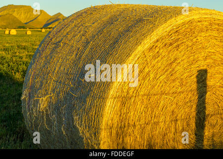 Bails fieno in Alberta sulle colline del paese Foto Stock