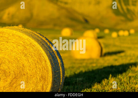 Bails fieno in Alberta sulle colline del paese Foto Stock