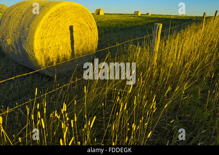 Bail di fieno e il campo a sunrise in Alberta sulle colline del paese Foto Stock