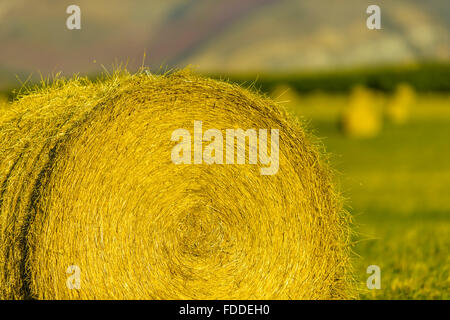 Bails fieno in Alberta sulle colline del paese Foto Stock