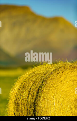 Bails fieno in Alberta sulle colline del paese Foto Stock