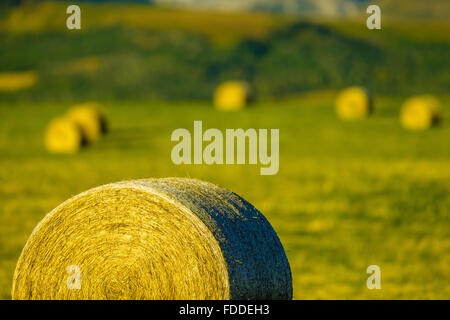 Bails fieno in Alberta sulle colline del paese Foto Stock