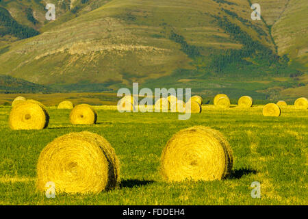 Bails fieno in Alberta sulle colline del paese Foto Stock