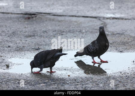 Colomba di acqua potabile è sul pavimento di cemento Foto Stock