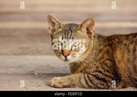 Lo spagnolo cat le foto scattate prima della metà . Mentire e stare in meraviglia e feroce Foto Stock
