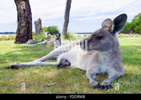 Forester canguro e joey in Tasmania, Australia Foto Stock