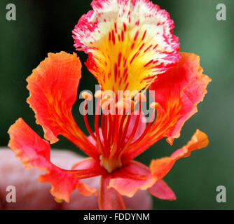 Delonix regia, Gulmohar, Royal Poinciana, boschi di latifoglie albero ornamentale con la felce come foglie e pezzata rossa fiori, avenue tree Foto Stock