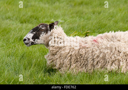 A nord di Inghilterra mulo pecore giacente in un campo di erba verde - Il shaggy vello di questa croce-razza, è saltato vento. North Yorkshire farm, Inghilterra, Regno Unito. Foto Stock