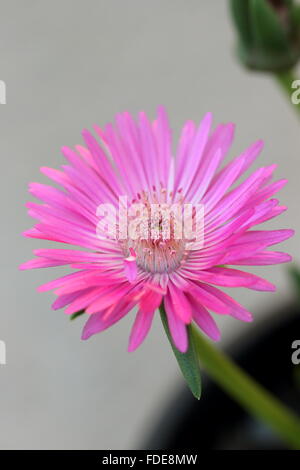 Macro shot di Cephalophyllum o noto come Lido Big Pink pieno fiore fiori Foto Stock