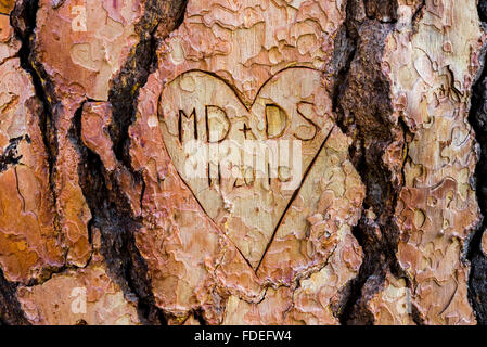 Cuore e iniziali incise su p[onderosa pino Foto Stock