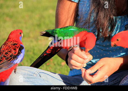 Alimentazione di uccelli esotici Foto Stock