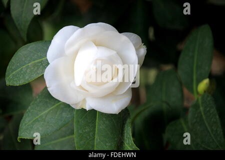 Bella bianca camelia fiore in giardino Foto Stock