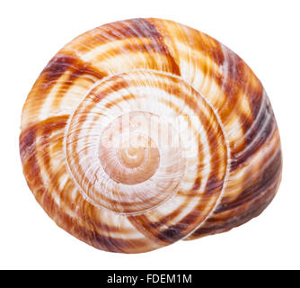 Spirale conchiglia dei molluschi di terra va a passo di lumaca isolati su sfondo bianco Foto Stock