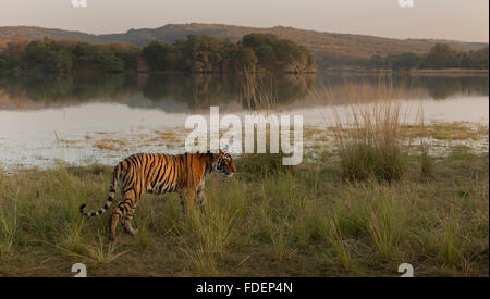 Ampia colpo angolato di un selvaggio Tiger passeggiate lungo le rive del Raj Bagh lago in una nebbiosa mattina inverno in Ranthambhore tiger r Foto Stock